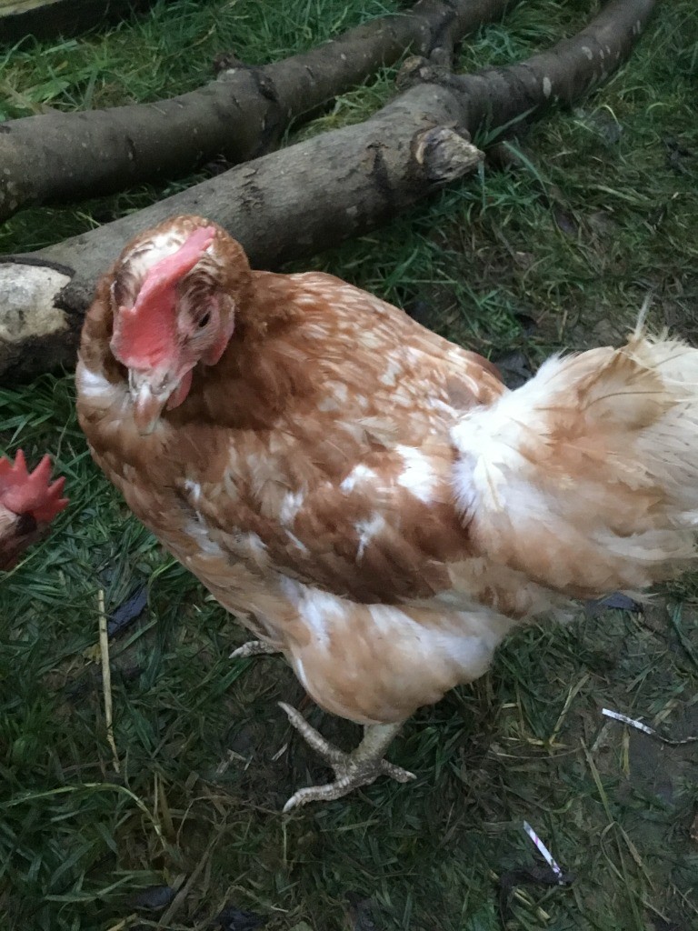 chick 4 | Park Spring Primary School